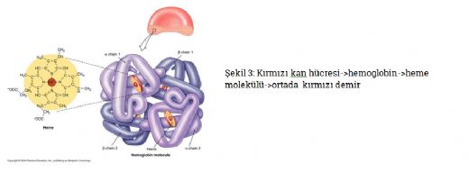 Hemoglobin Yapısı