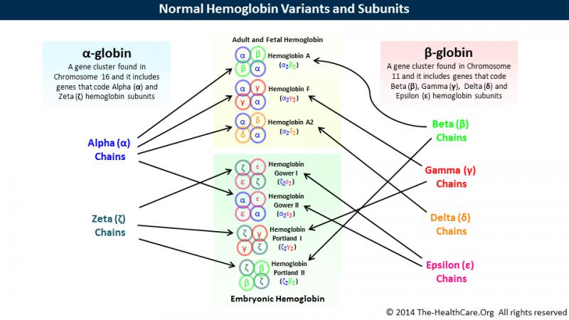 Normal Hemoglobin